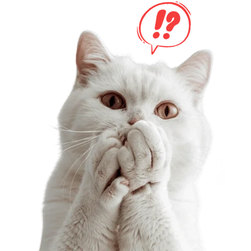😳 Стикер «Кошачий отряд» для Telegram