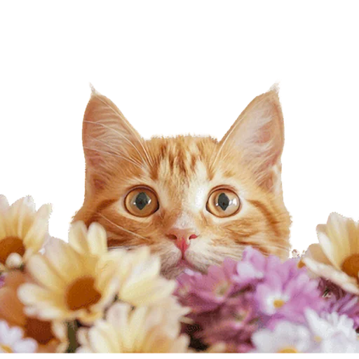 💐 Стикер «Кошачий отряд» для Telegram