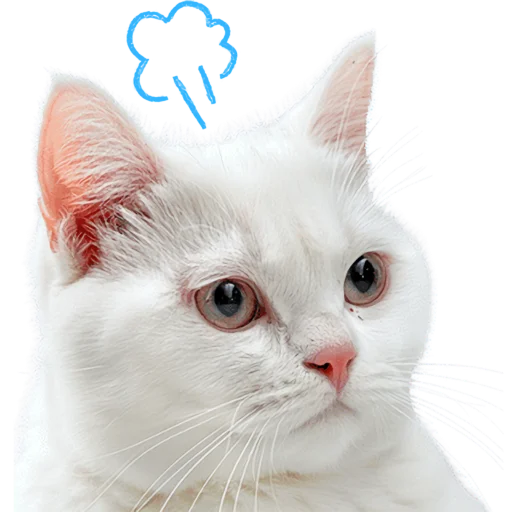 😤 Стикер «Кошачий отряд» для Telegram