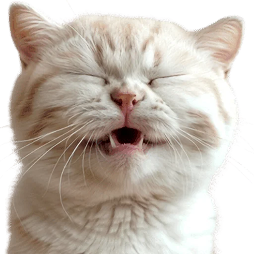 🤣 Стикер «Кошачий отряд» для Telegram