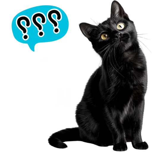 🤨 Стикер «Кошачий отряд» для Telegram