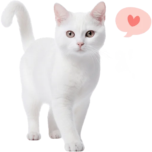 😍 Стикер «Кошачий отряд» для Telegram