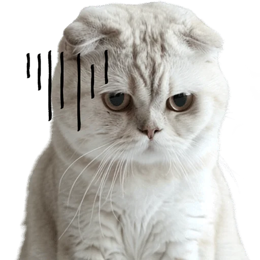 😔 Стикер «Кошачий отряд» для Telegram