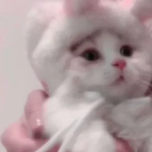 🐰 Стикер «Ꮶᴏᴛиᴋи» для Telegram