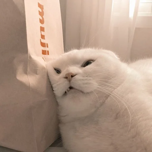 😾 Стикер «Ꮶᴏᴛиᴋи» для Telegram