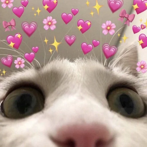 🙀 Стикер «Ꮶᴏᴛиᴋи» для Telegram