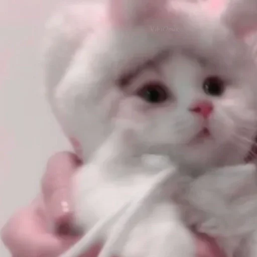 😺 Стикер «Ꮶᴏᴛиᴋи» для Telegram