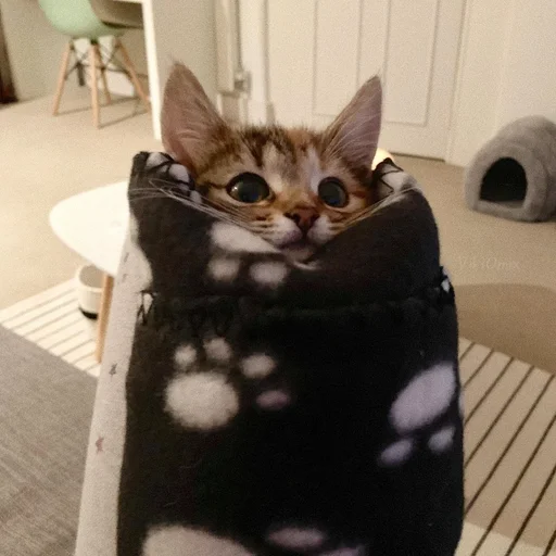 😼 Стикер «Ꮶᴏᴛиᴋи» для Telegram