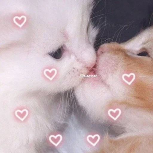 😽 Стикер «Ꮶᴏᴛиᴋи» для Telegram