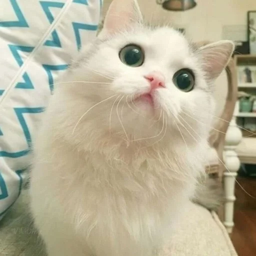 😾 Стикер «Ꮶᴏᴛиᴋи» для Telegram