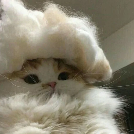 😸 Стикер «Ꮶᴏᴛиᴋи» для Telegram