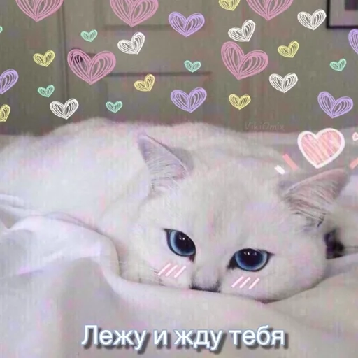 😿 Стикер «Ꮶᴏᴛиᴋи» для Telegram