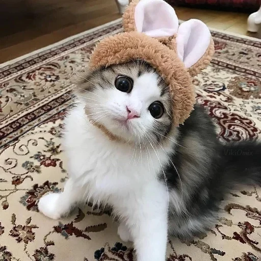 😸 Стикер «Ꮶᴏᴛиᴋи» для Telegram