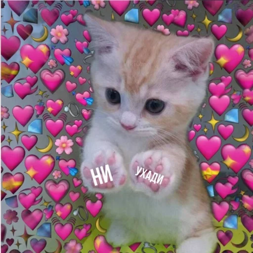 😾 Стикер «Ꮶᴏᴛиᴋи» для Telegram