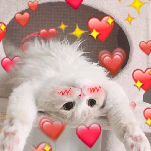 😻 Стикер «Ꮶᴏᴛиᴋи» для Telegram