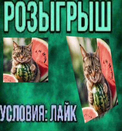 🍉 Стикер «Cat And Watermelon» для Telegram