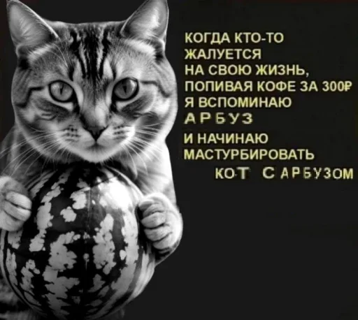 🍉 Стикер «Cat And Watermelon» для Telegram
