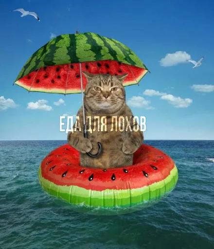 🍉 Стикер «Cat And Watermelon» для Telegram