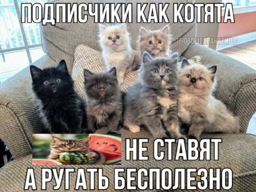 🍉 Стикер «Cat And Watermelon» для Telegram