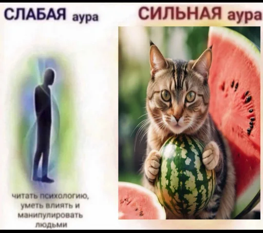 🍉 Стикер «Cat And Watermelon» для Telegram