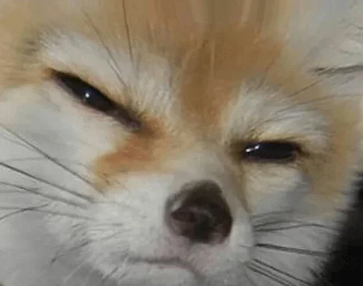 😾 Стикер «Official» для Telegram
