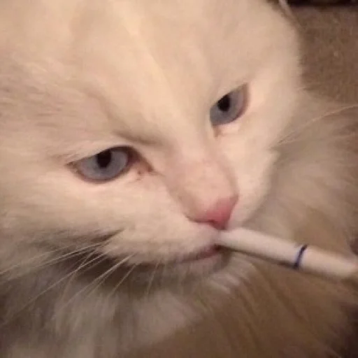 🚬 Стикер «Official» для Telegram