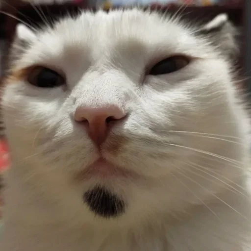 😌 Стикер «Cat Emoji» для Telegram