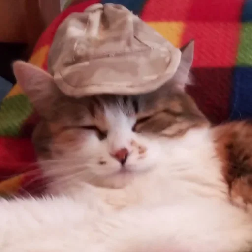 😟 Стикер «Cat Emoji» для Telegram