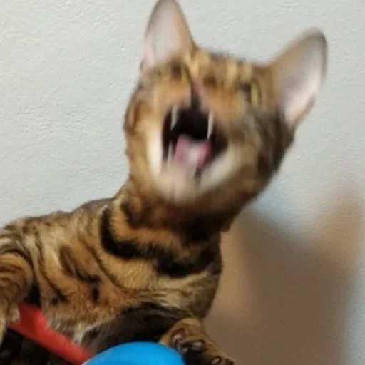 🤪 Стикер «Cat Emoji» для Telegram