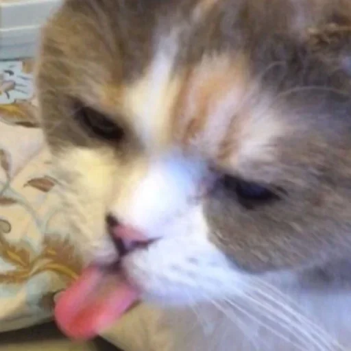 🤩 Стикер «Cat Emoji» для Telegram