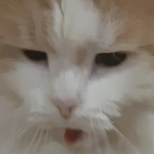 🤪 Стикер «Cat Emoji» для Telegram