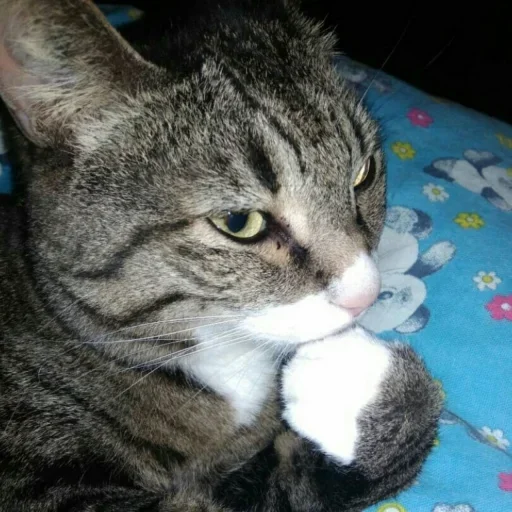 🧐 Стикер «Cat Emoji» для Telegram
