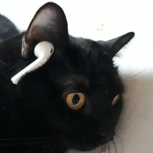 🤪 Стикер «Cat Emoji» для Telegram