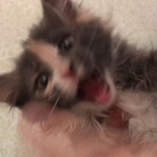 😜 Стикер «Cat Emoji» для Telegram