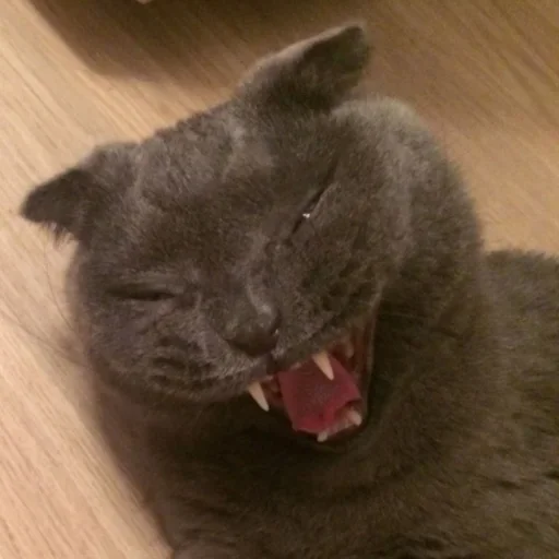 😗 Стикер «Cat Emoji» для Telegram
