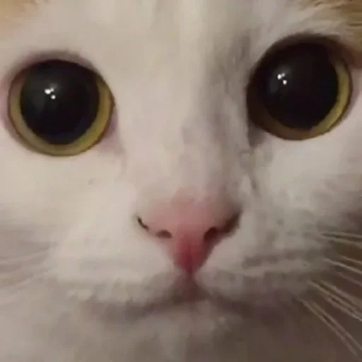 🤓 Стикер «Cat Emoji» для Telegram