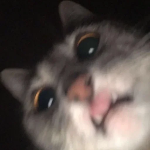 🥳 Стикер «Cat Emoji» для Telegram