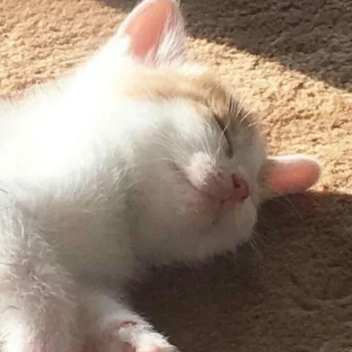 😍 Стикер «Cat Emoji» для Telegram
