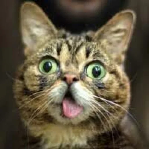 🤪 Стикер «Cat Emoji» для Telegram