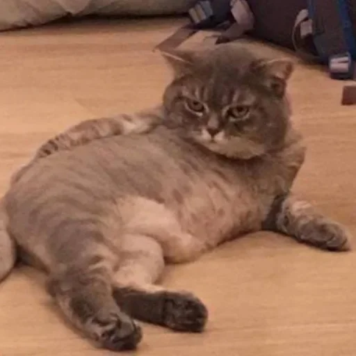 😙 Стикер «Cat Emoji» для Telegram