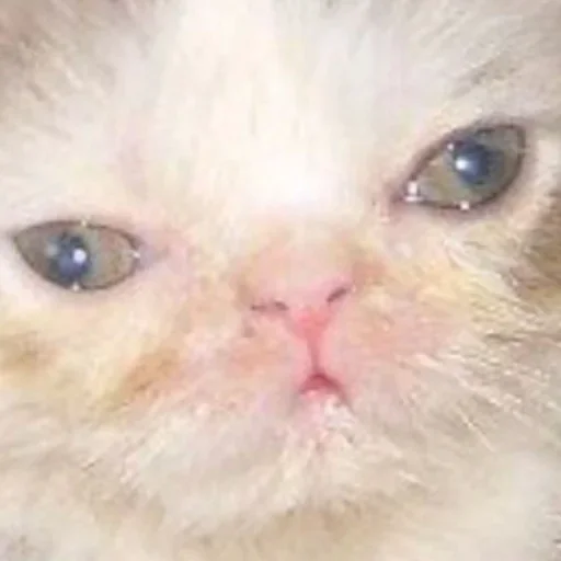 🤪 Стикер «Cat Emoji» для Telegram