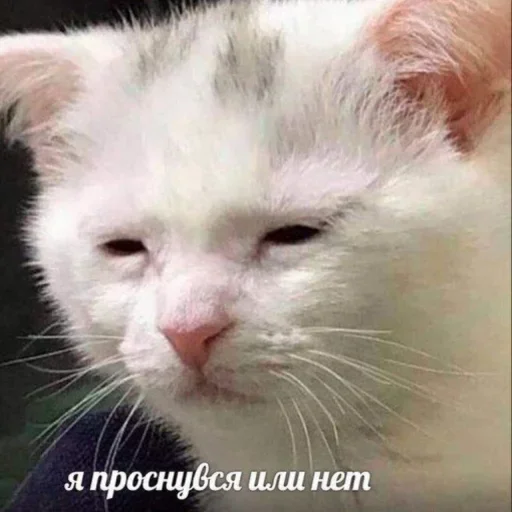 🤪 Стикер «Cat Emoji» для Telegram