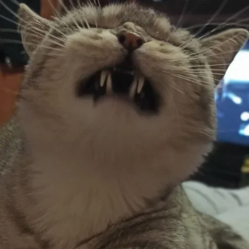 😙 Стикер «Cat Emoji» для Telegram