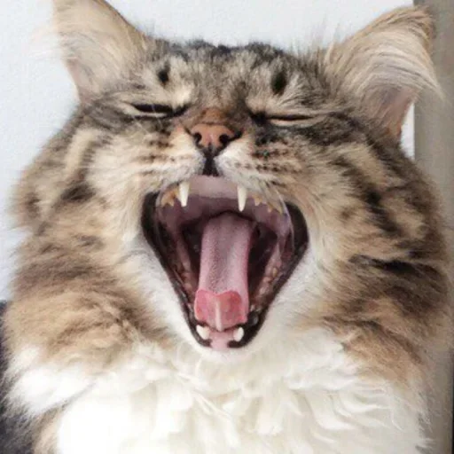😙 Стикер «Cat Emoji» для Telegram