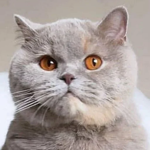 Стикерпак Cat Emoji для Telegram