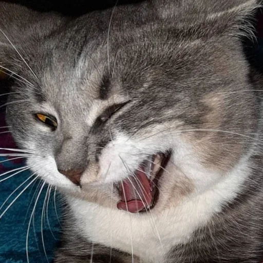 🤪 Стикер «Cat Emoji» для Telegram
