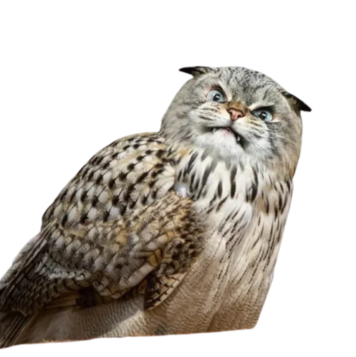 Стикерпак Cat Faces для Telegram