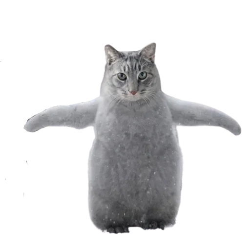 🤨 Стикер «Cat Faces» для Telegram