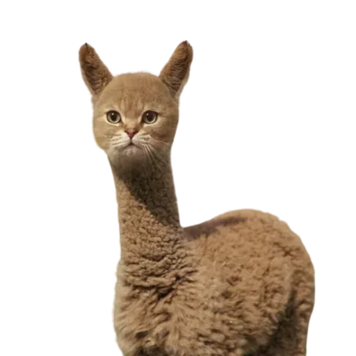 🤪 Стикер «Cat Faces» для Telegram