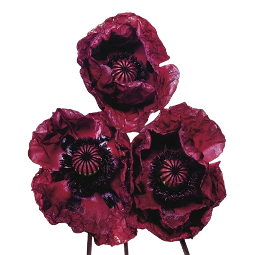 🥀 Стикер «Random Aesthetics» для Telegram